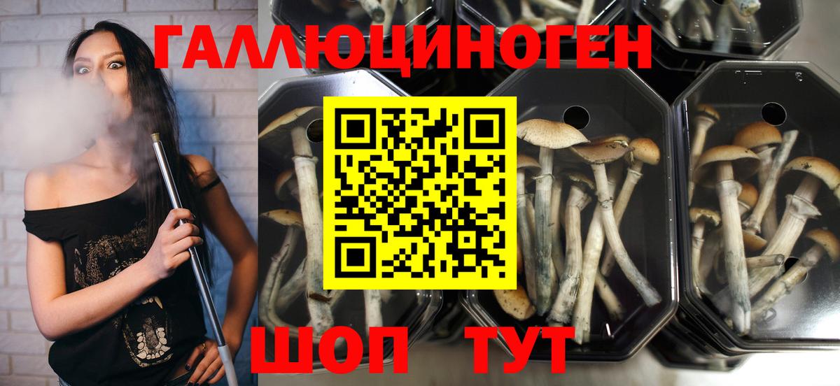 Ногинск  Псилоцибиновые грибы GOLDEN TEACHER  Псилоцибиновые грибы ЛСД  Вход с VPN 